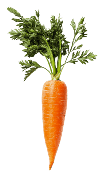 Freshly harvested orange carrot with green leaves, cut out - stock . png