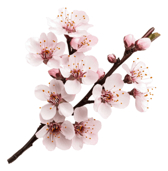 Delicate cherry blossom branch in full bloom, cut out - stock . png