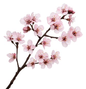 Pink cherry blossoms on a twig, cut out - stock . png