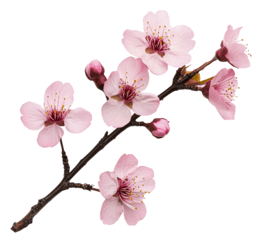 Cherry blossom branch with delicate pink flowers, cut out - stock . png