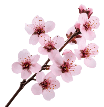 Pink cherry blossoms in spring, cut out - stock . png