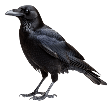 A black raven stands on its feet in natural light, cut out - stock . png