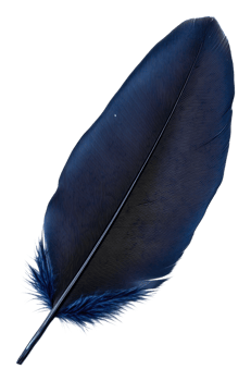 Dark blue feather lying on a white surface, cut out - stock . png
