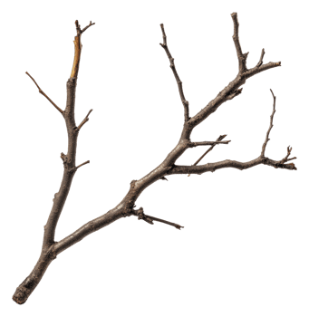 Natural twig branch laying on a white surface, cut out - stock . png