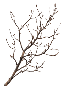 Bare branches on a tree during late winter season, cut out - stock . png
