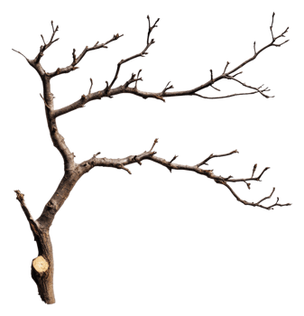 Tree's bare branches on white background, cut out - stock . png