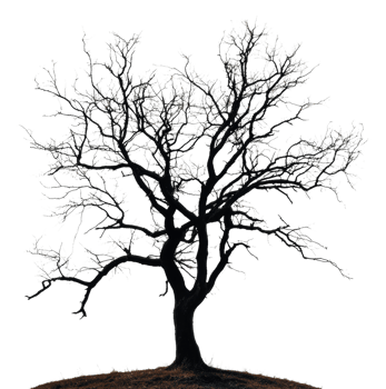 A solitary bare tree on a hill during winter, cut out - stock . png
