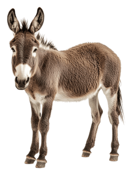 Young donkey standing in a studio setting, cut out - stock . png