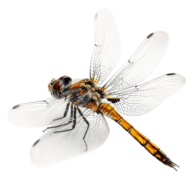 Close-up of a resting dragonfly, cut out - stock . png