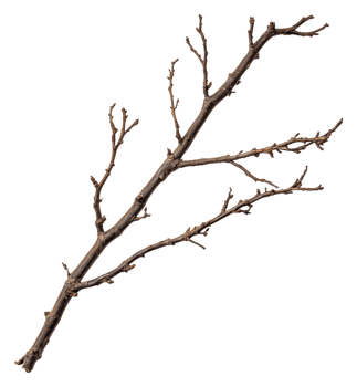 Dry tree branch with numerous small twigs and buds, cut out - stock . png