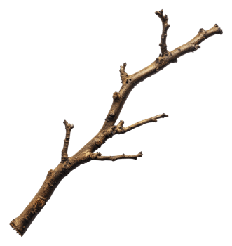 Small branch with offshoots on surface, cut out - stock . png