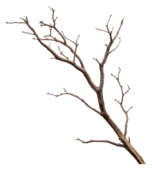 Dry twigs on a branch, white background, cut out - stock . png