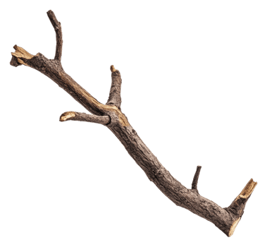 Unique-shaped branch on white background, cut out - stock . png
