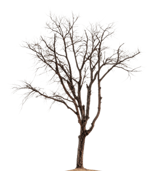 Lonely bare tree standing against a white backdrop, cut out - stock . png