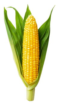 Fresh corn on the cob with husks, cut out - stock . png