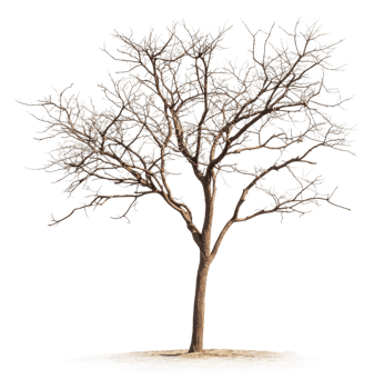 Lonely bare tree in a winter landscape at midday, cut out - stock . png