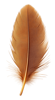A close-up of a brown feather on white background, cut out - stock . png