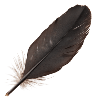 Black feather on white background, cut out - stock . png