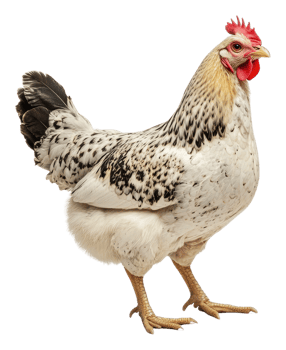 A speckled chicken standing proudly on display, cut out - stock . png
