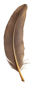 Large brown feather resting on a white surface, cut out - stock . png