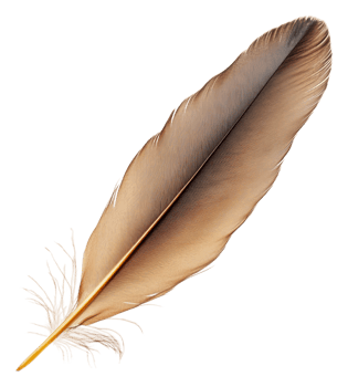 Brown feather on white background, cut out - stock . png