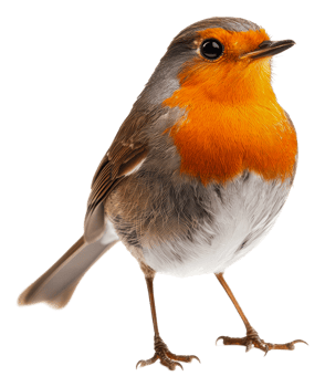 A European robin perched gracefully indoors, cut out - stock . png