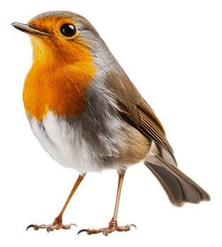 A European robin standing on a white background, cut out - stock . png