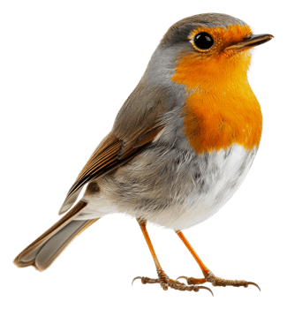 Robin perched on white background, cut out - stock . png