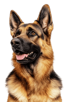 German Shepherd in studio posing for portrait, cut out - stock . png