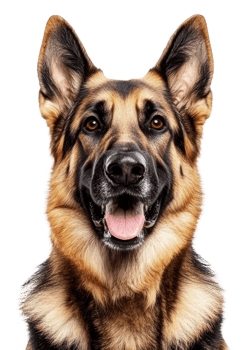 German shepherd posing with a friendly expression, cut out - stock . png