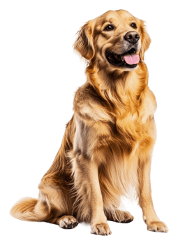 Proud Golden Retriever on white background, cut out - stock . png