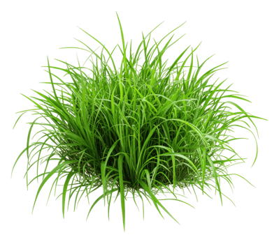 Lush green grass growing in a natural setting, cut out - stock . png