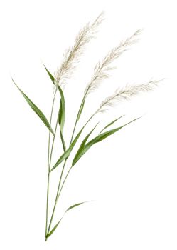 Pampas grass on white background, cut out - stock . png