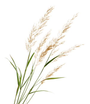 Feathery plumes on elegant grass stems, cut out - stock . png
