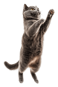 Playful gray cat jumping in the air indoors, cut out - stock . png