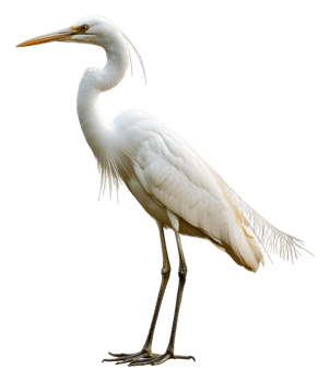 Great egret standing gracefully by a waterway, cut out - stock . png