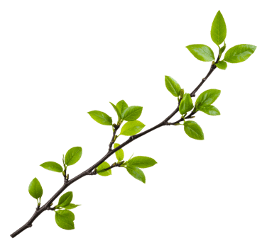 Green branch with leaves on white, cut out - stock . png