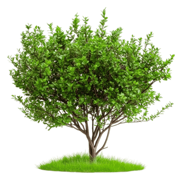 Lush green tree surrounded by vibrant grass, cut out - stock . png