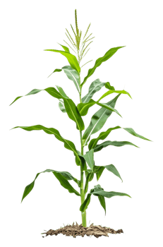 Corn plant growing in fertile soil during summer, cut out - stock . png