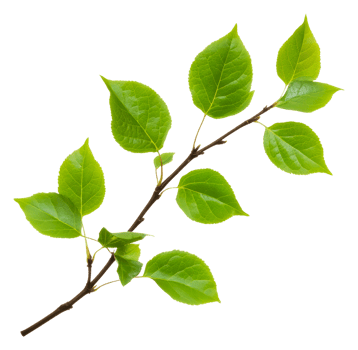 Green leaves on branch, white background, cut out - stock . png