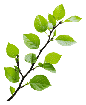 New green leaves on a spring branch, cut out - stock . png