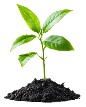 Young green plant growing in rich soil indoors, cut out - stock . png