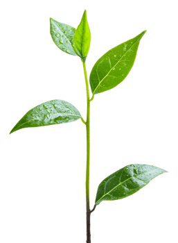 Fresh green leaves with water droplets on a branch, cut out - stock . png