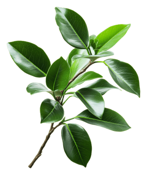 Glossy green leaves on a white branch, cut out - stock . png