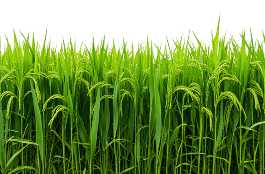 Sunny rice field ready for harvest, cut out - stock . png