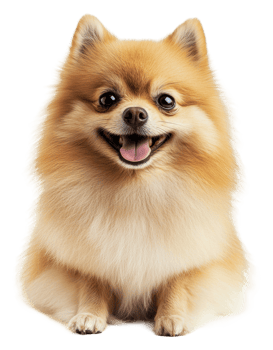 Happy Pomeranian sitting in a bright setting, cut out - stock . png