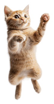 Playful orange tabby cat jumping, cut out - stock . png