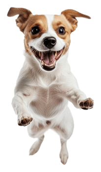 Happy dog jumping against a white background, cut out - stock . png
