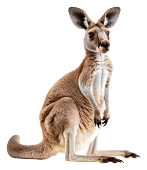 Kangaroo sitting quietly, exploring its habitat, cut out - stock . png