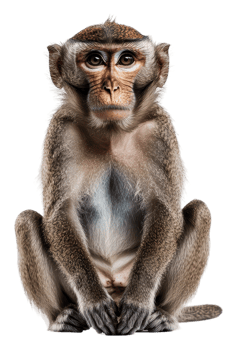 Young monkey sitting calmly on a plain background, cut out - stock . png